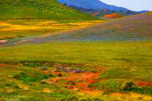 Hills of wildflowers-0671 Hills of wildflowers-0671